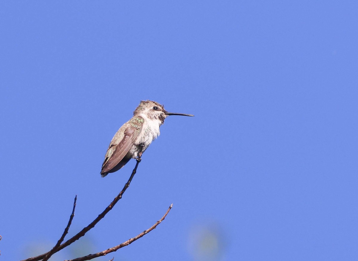 Costa's Hummingbird - ML620799528