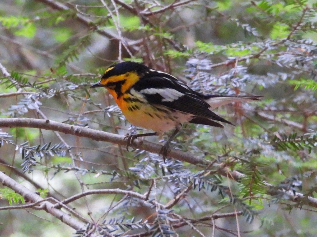 Blackburnian Warbler - ML620799532