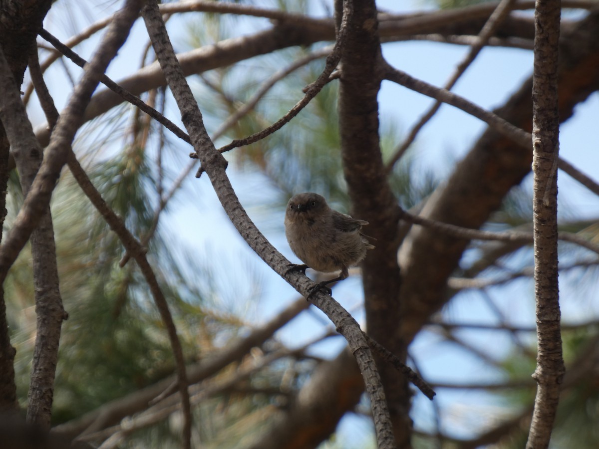 Bushtit - ML620799533