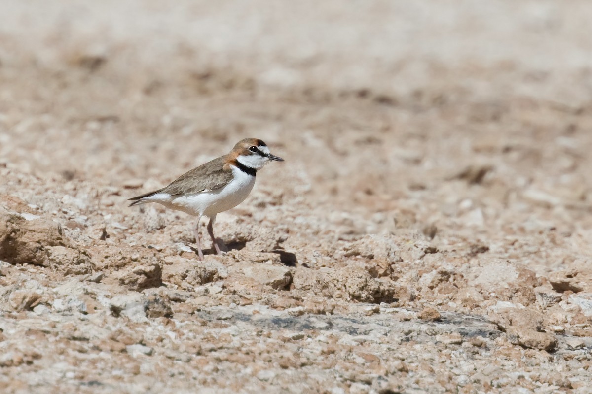 Collared Plover - ML620799538
