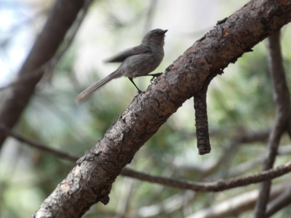 Bushtit - ML620799541