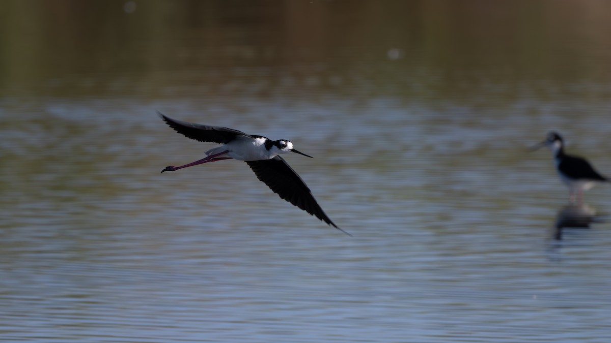 Black-necked Stilt - ML620799544