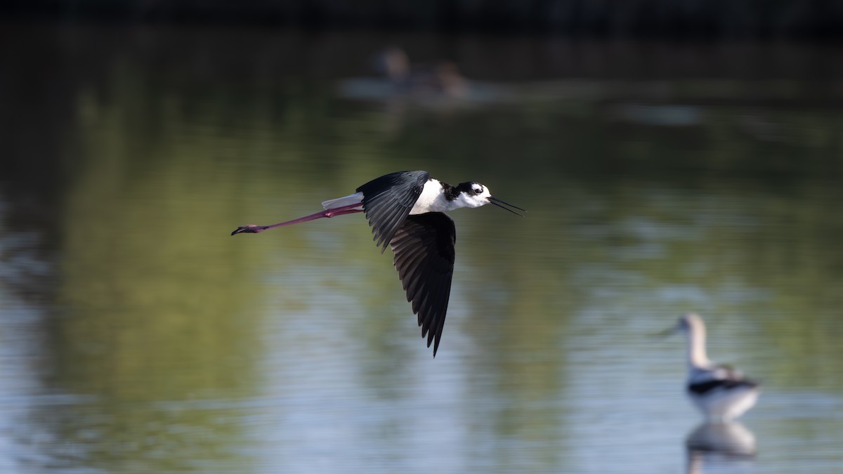 Black-necked Stilt - ML620799545