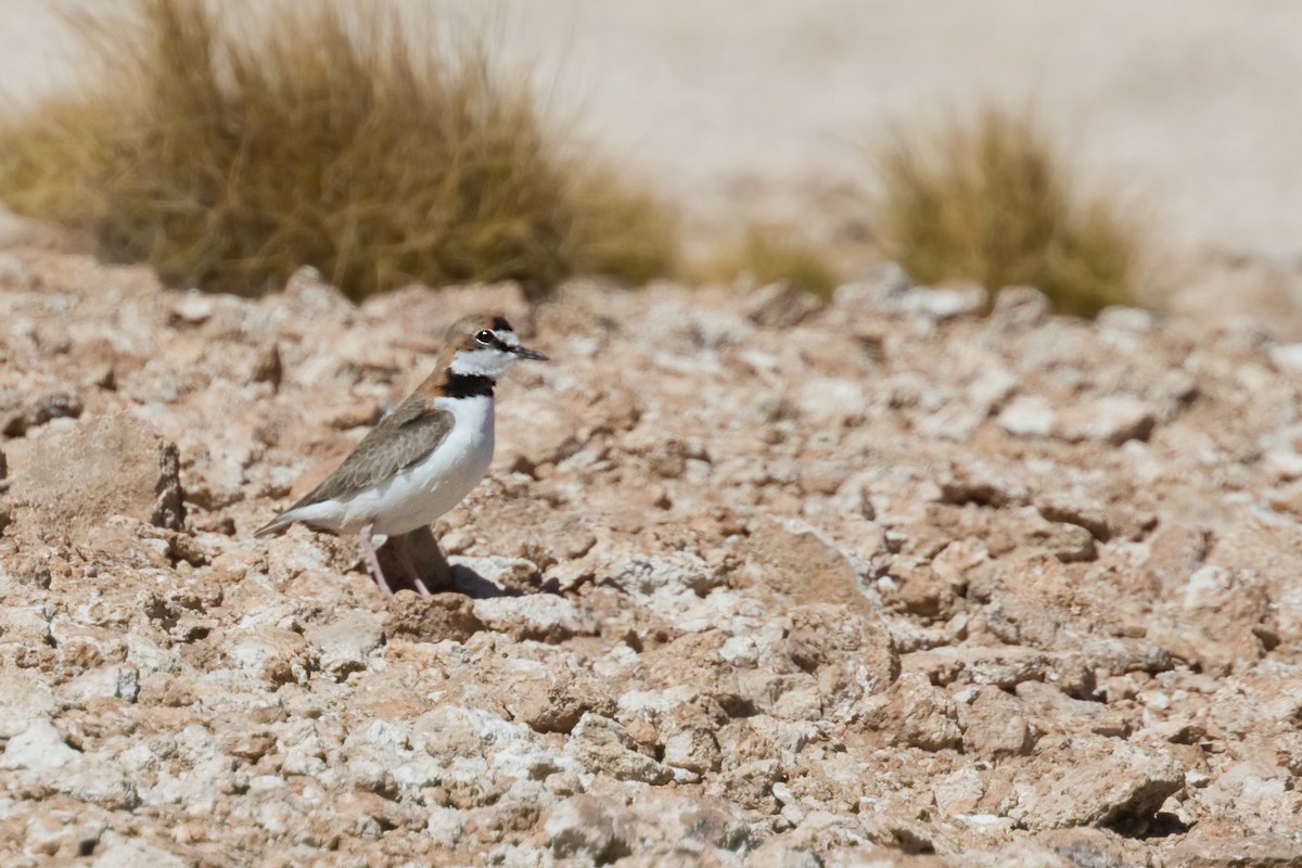 Collared Plover - ML620799547