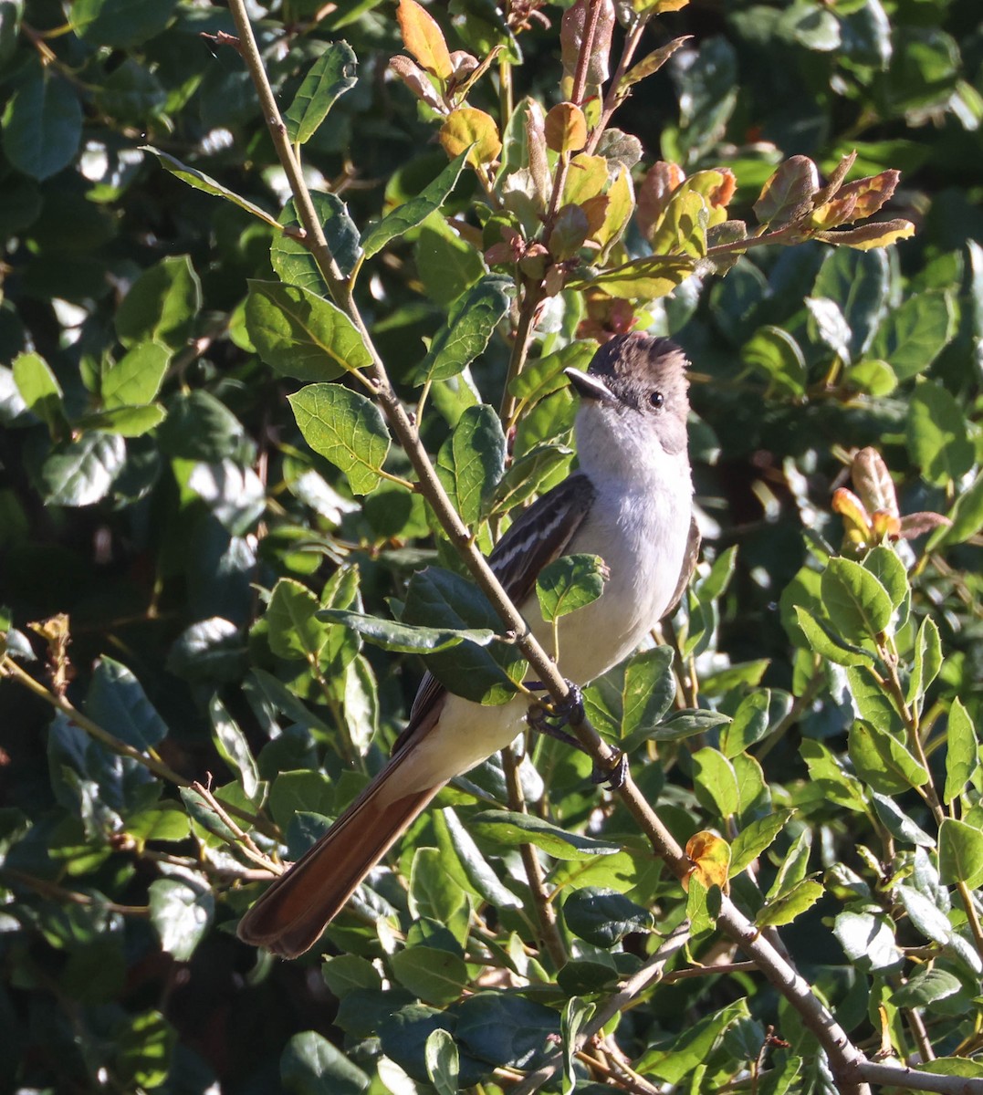 Ash-throated Flycatcher - ML620799548