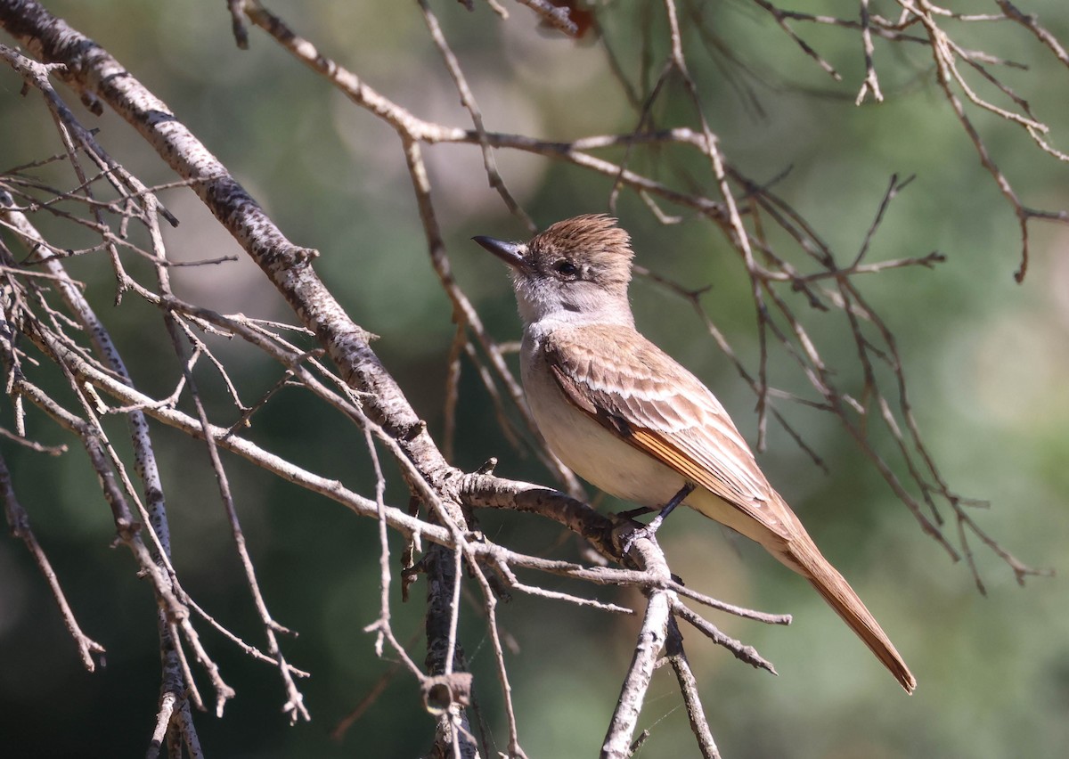 Ash-throated Flycatcher - ML620799553