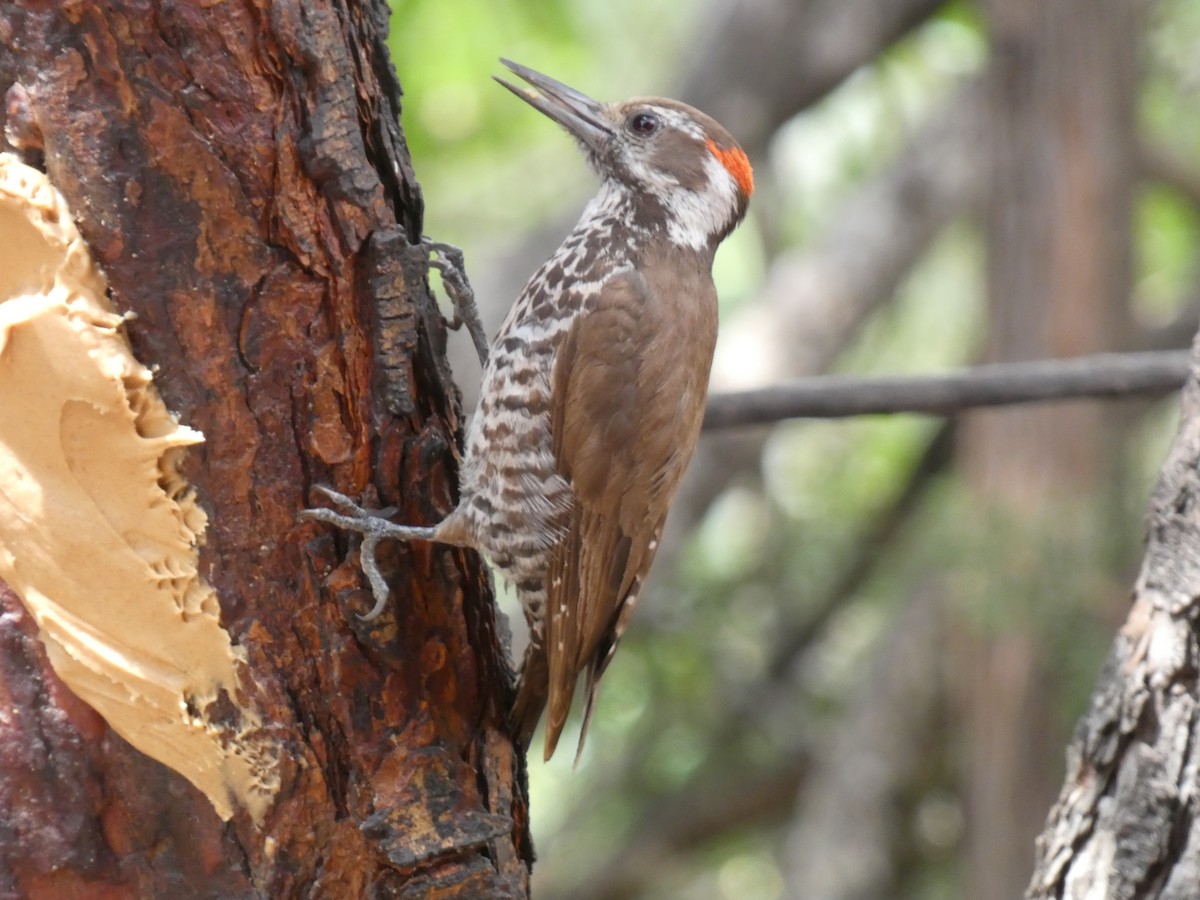 Arizona Woodpecker - ML620799555