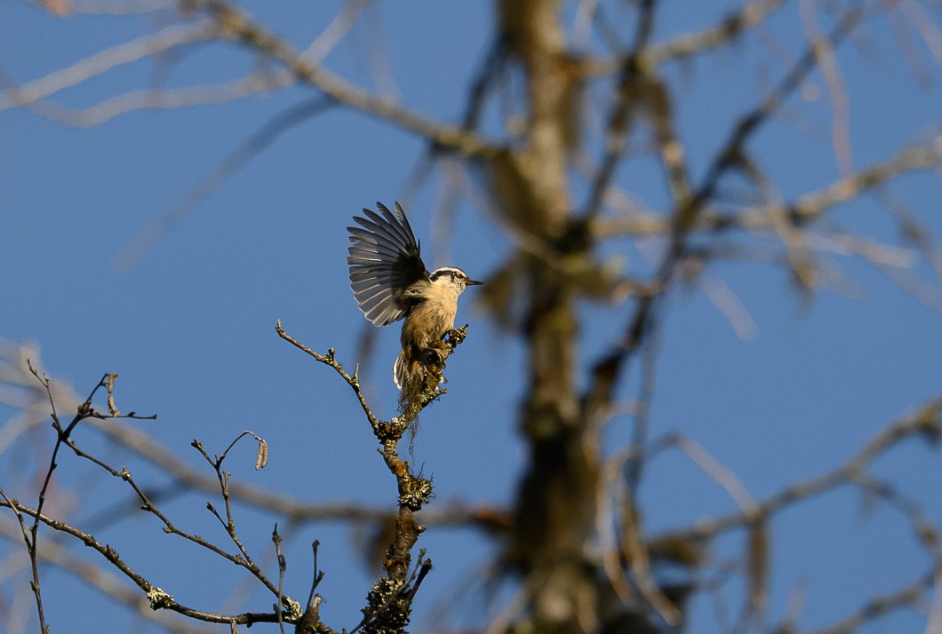 Red-breasted Nuthatch - Bert Filemyr