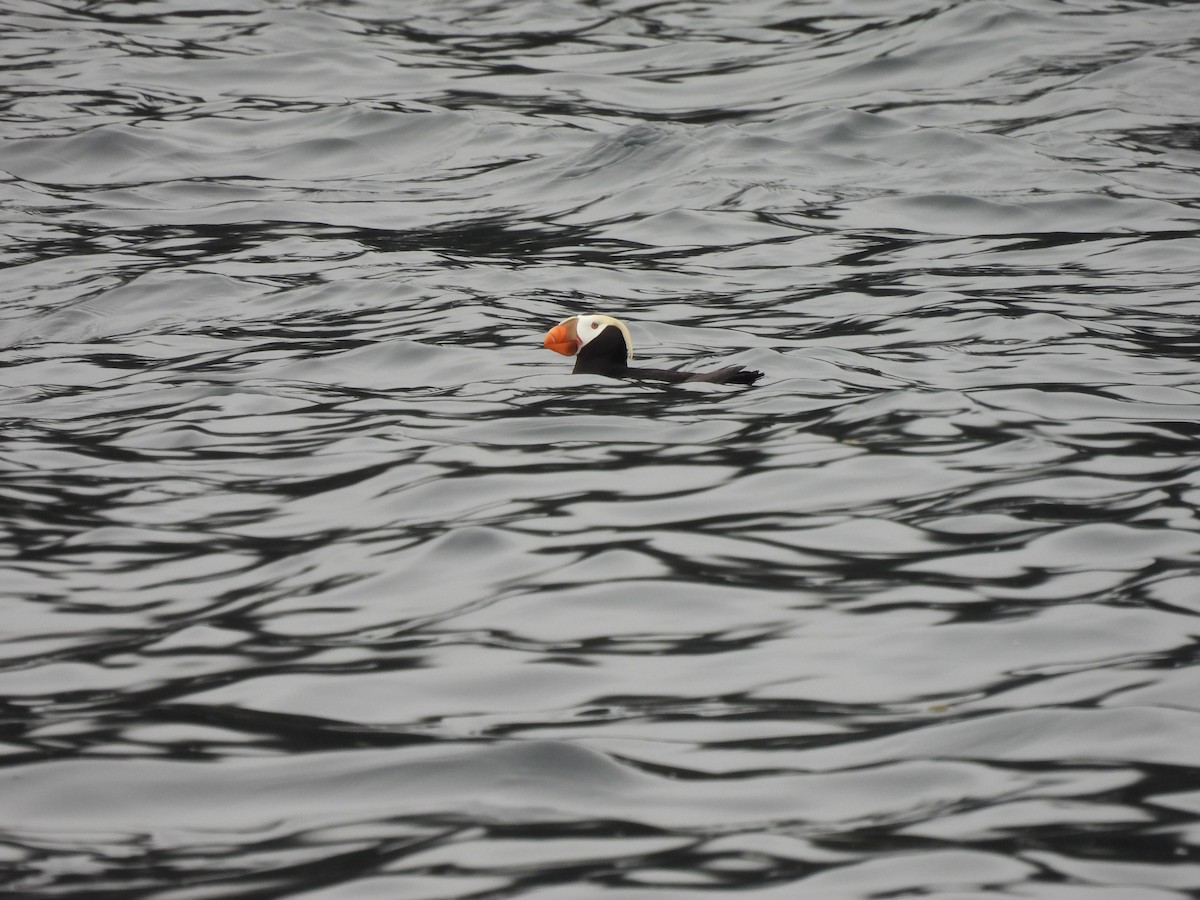 Tufted Puffin - ML620799558