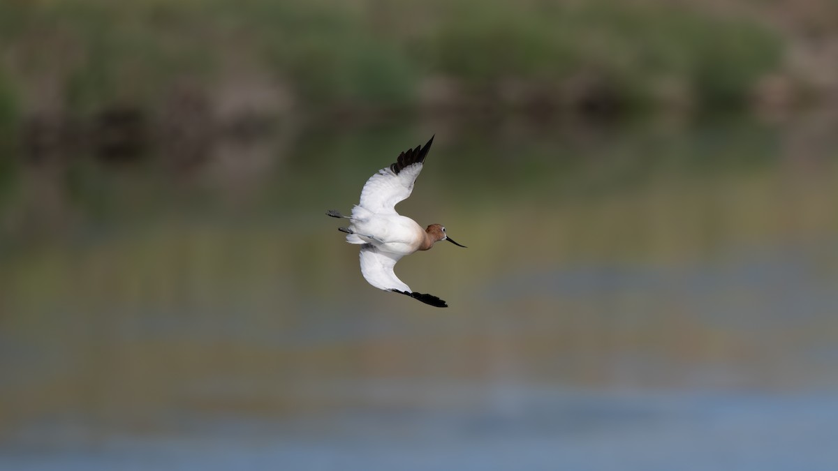 Avocette d'Amérique - ML620799559