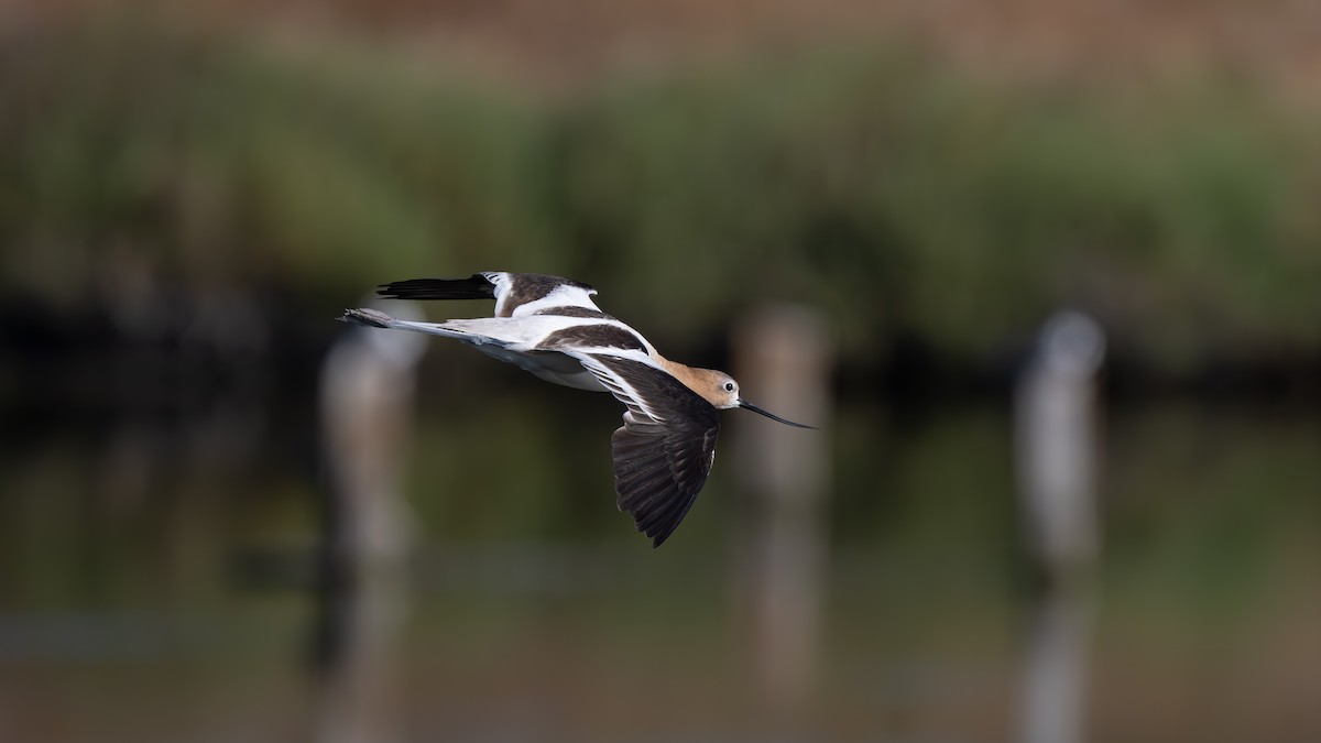 Avocette d'Amérique - ML620799560