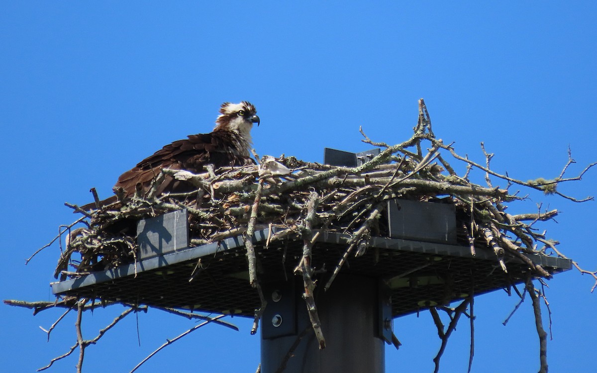 Osprey - ML620799562