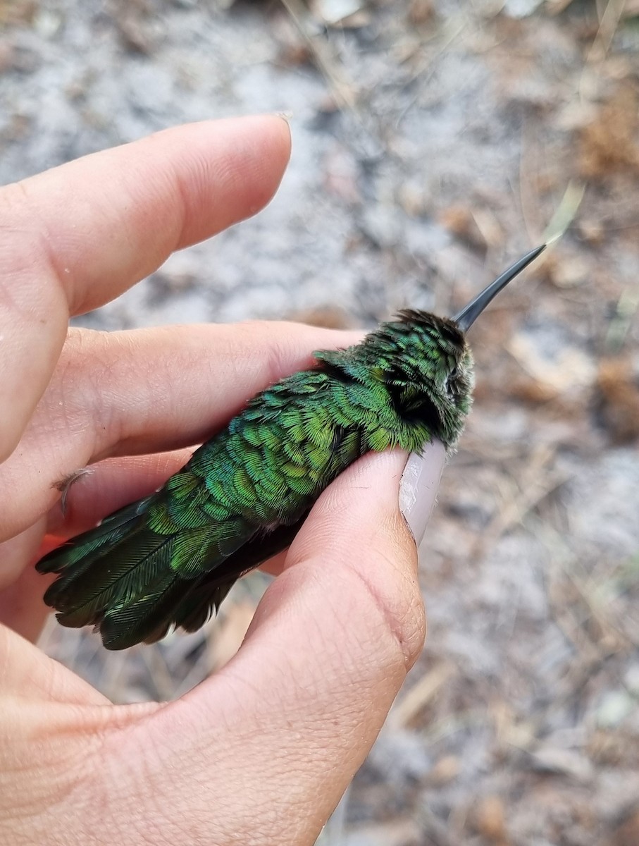 Green-tailed Goldenthroat - Emmilly Farias