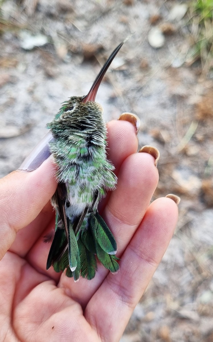 kolibřík zelenoocasý - ML620799564