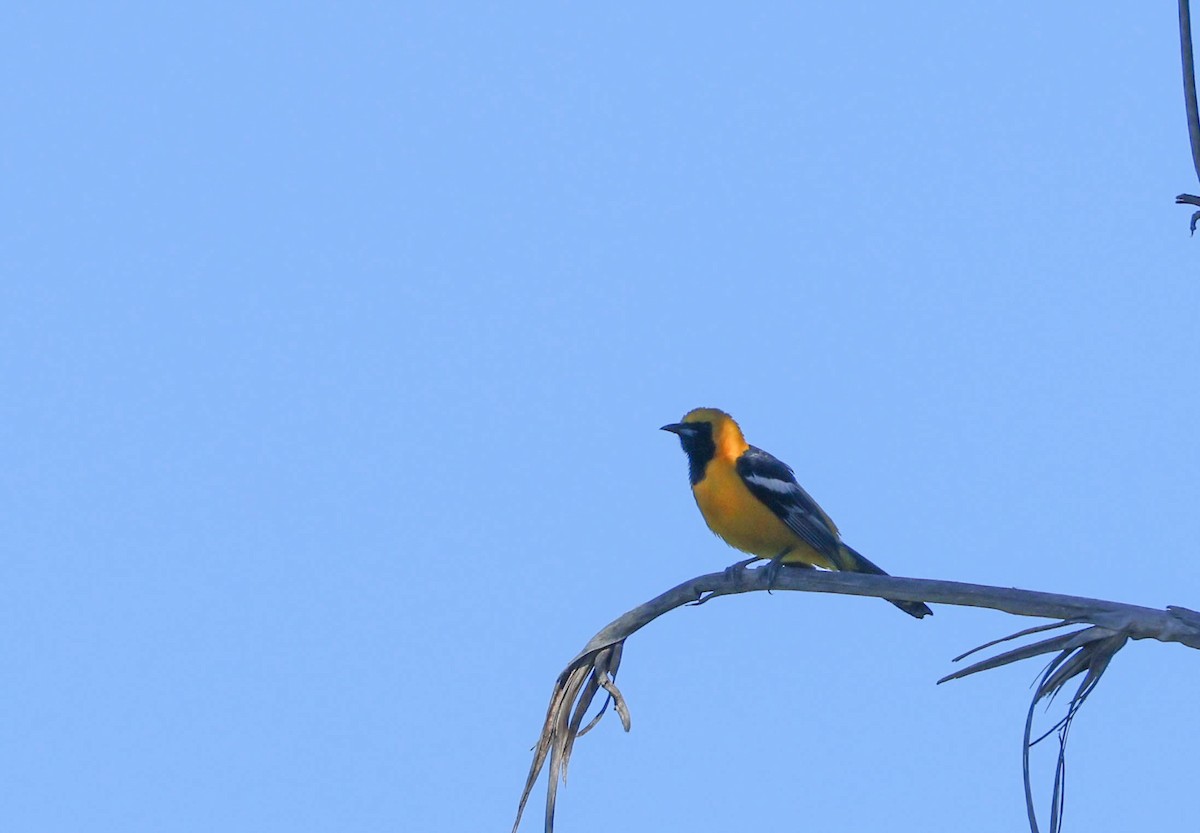 Oriole masqué - ML620799565