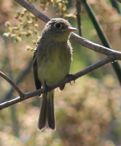 Western Flycatcher (Pacific-slope) - ML620799568