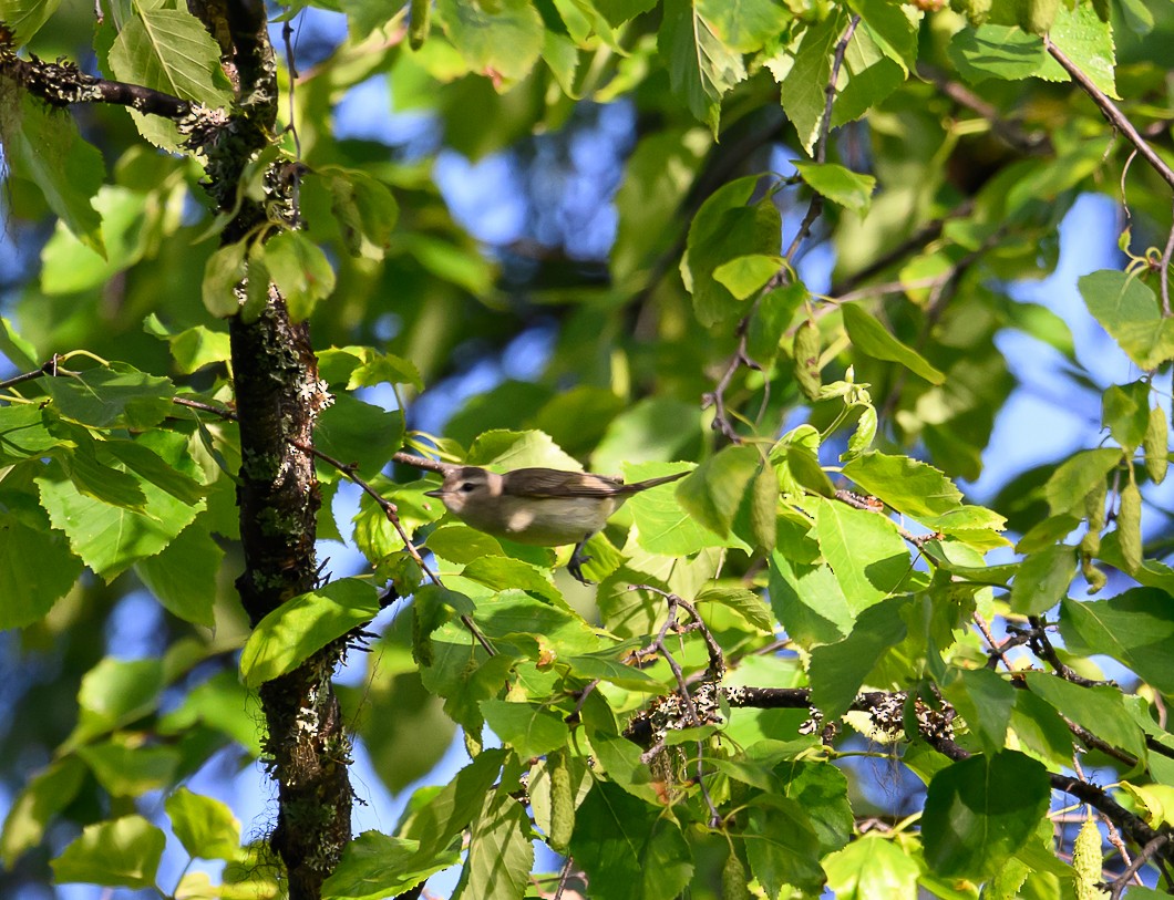 Western Tanager - ML620799578