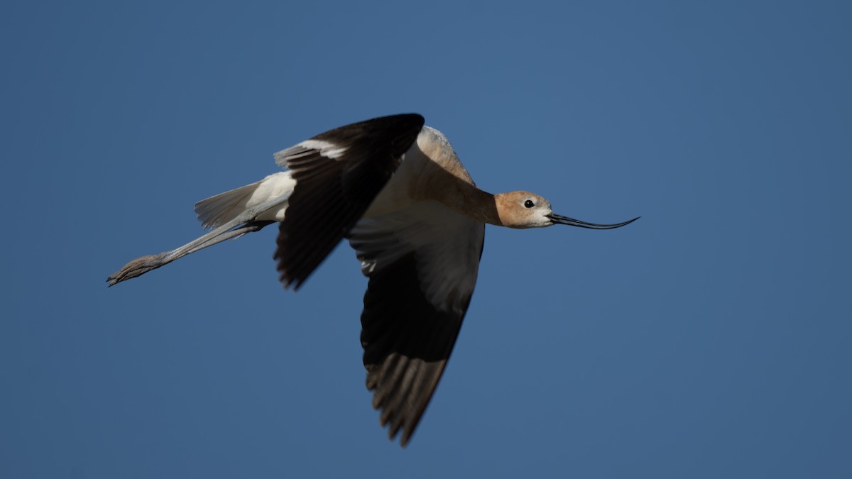 Avoceta Americana - ML620799580