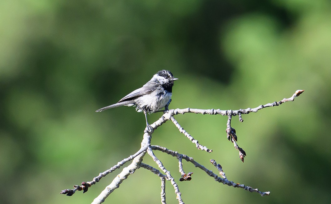 Mountain Chickadee - ML620799594