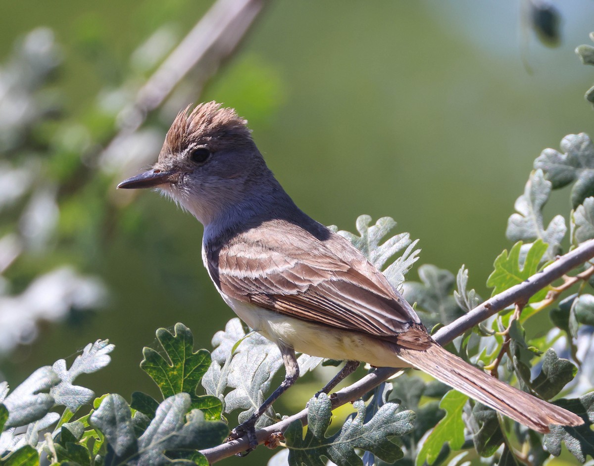 Ash-throated Flycatcher - ML620799605