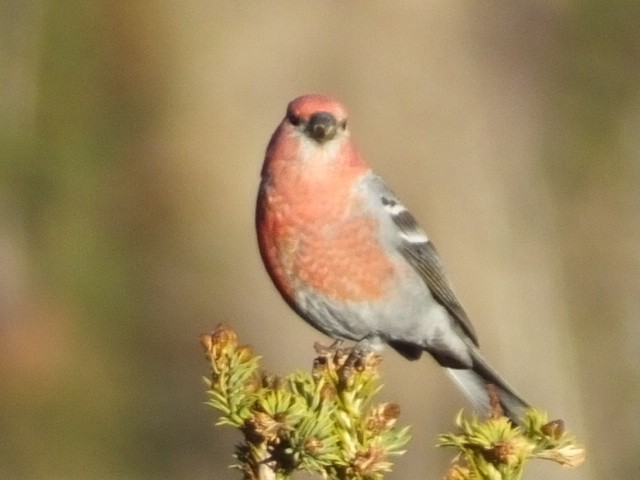 Pine Grosbeak - ML620799607