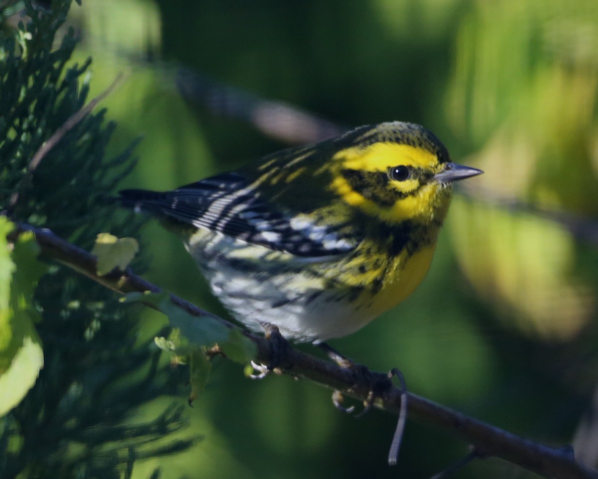 Townsend's Warbler - ML620799609