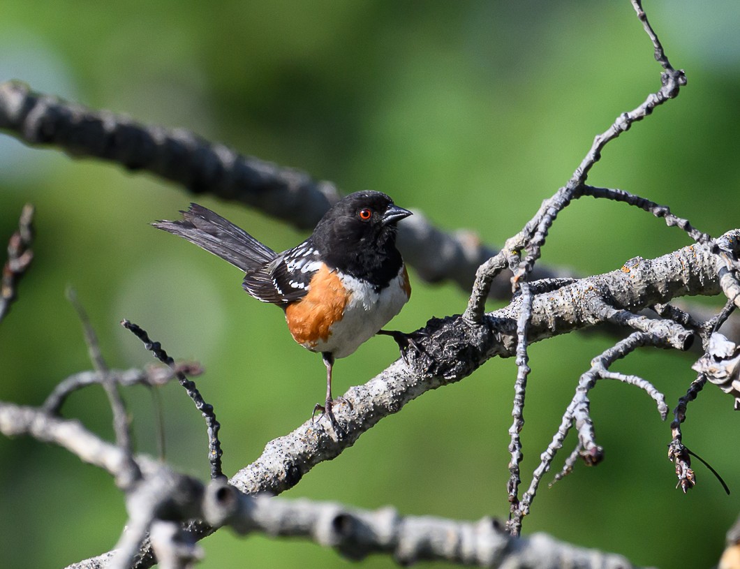 Spotted Towhee - ML620799610