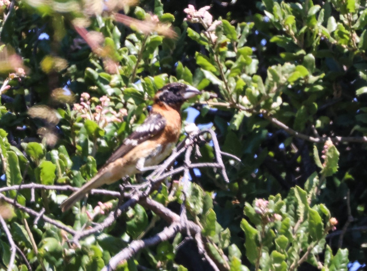 Black-headed Grosbeak - ML620799611