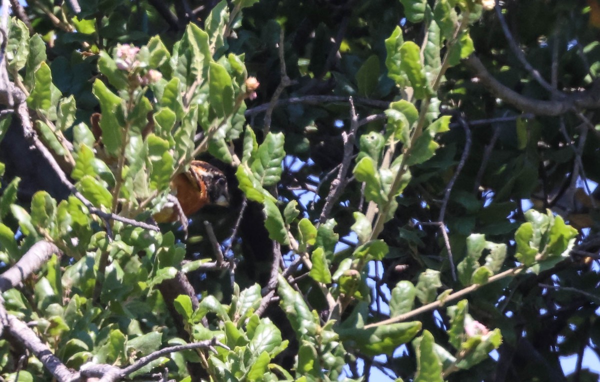 Black-headed Grosbeak - ML620799616