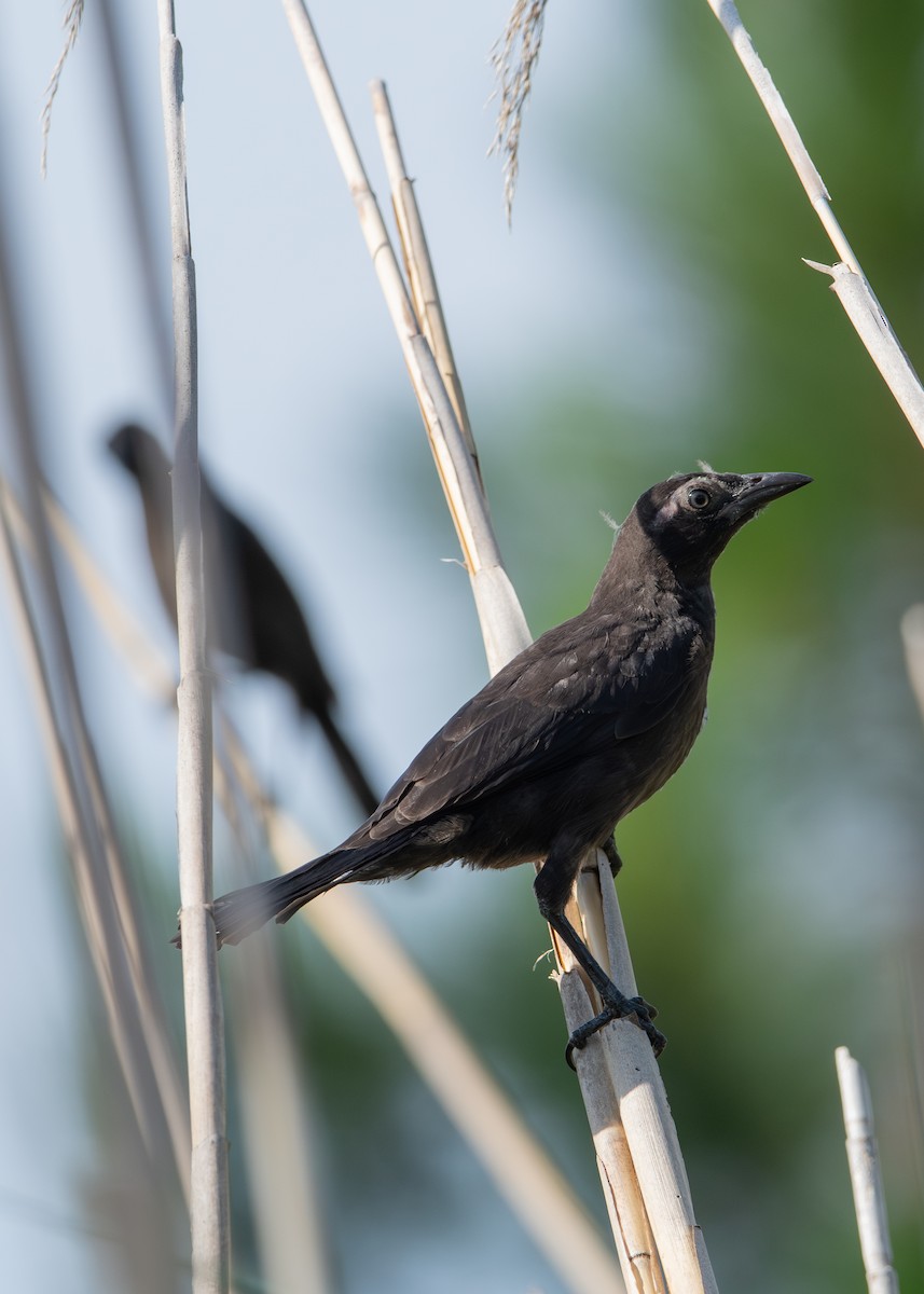 Common Grackle - Birdi ‎