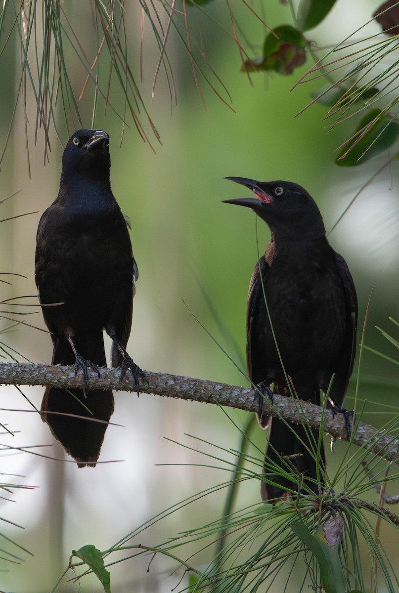 Common Grackle - ML620799618