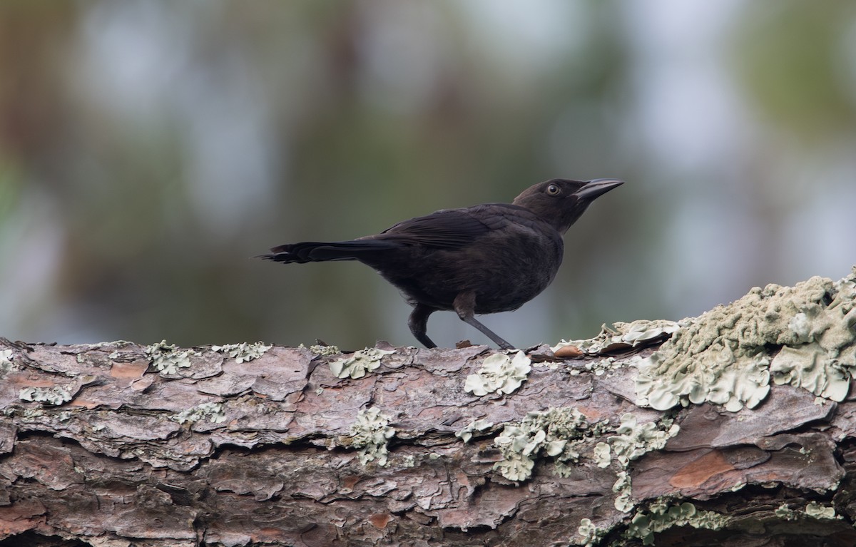 Common Grackle - ML620799619