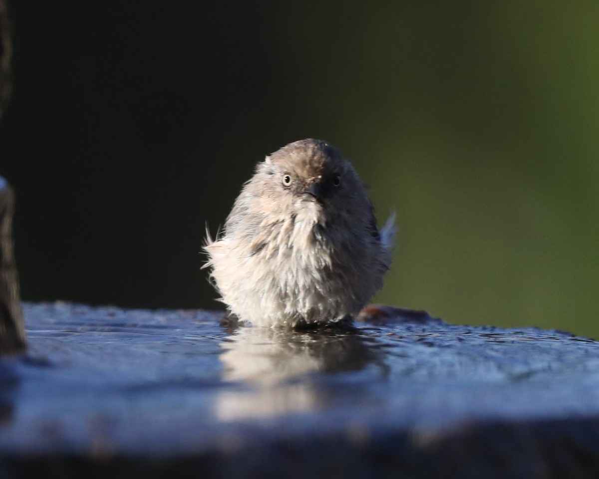 Bushtit - ML620799622