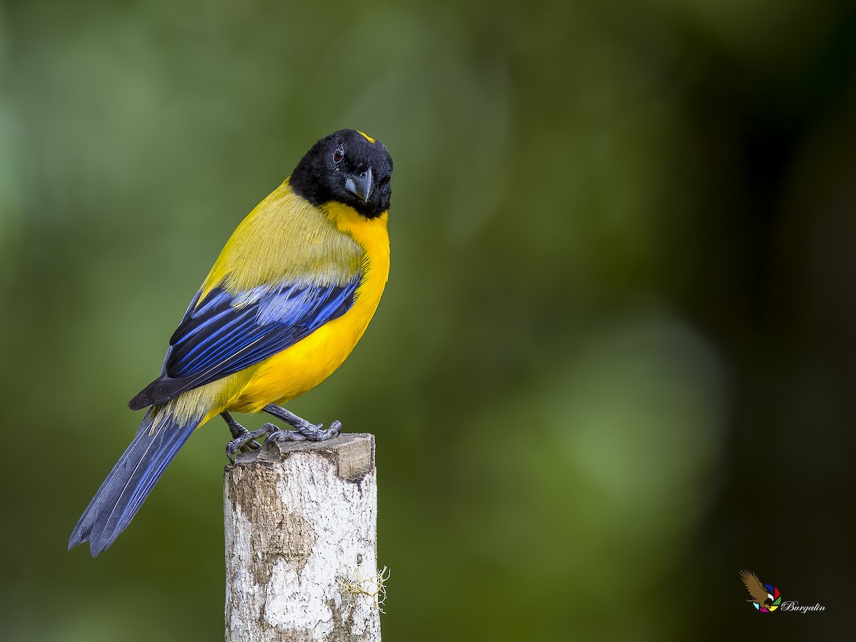 Black-chinned Mountain Tanager - ML620799628