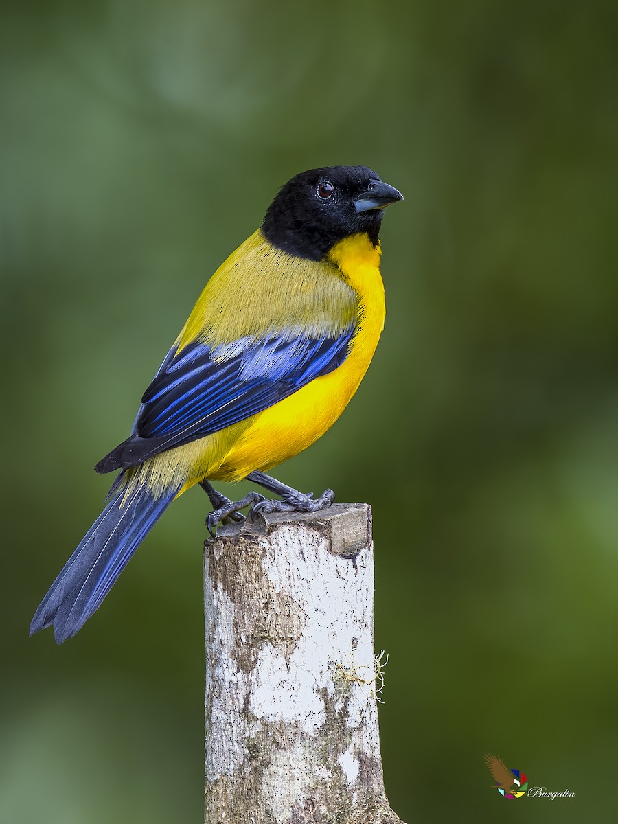 Black-chinned Mountain Tanager - ML620799629