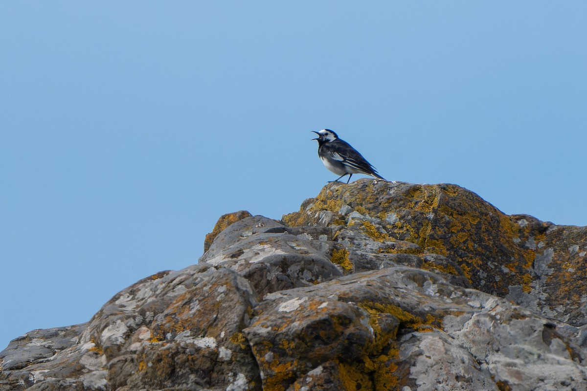 White Wagtail (British) - ML620799630