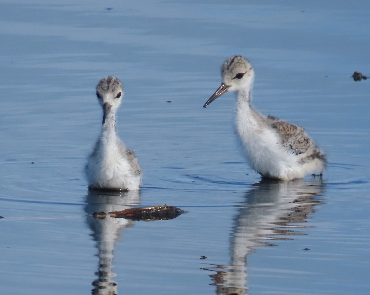 Black-necked Stilt - Laurie Witkin