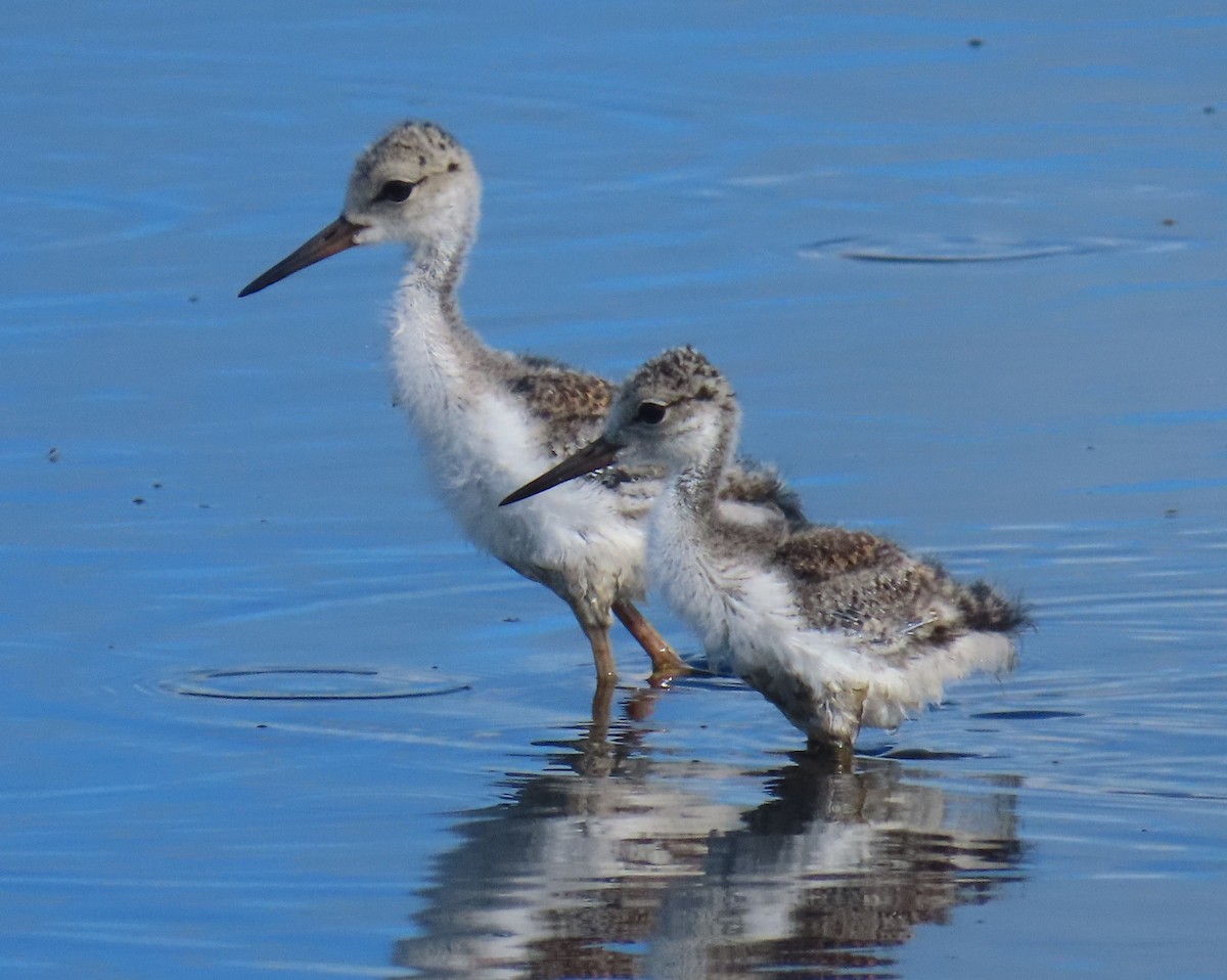 Black-necked Stilt - ML620799634