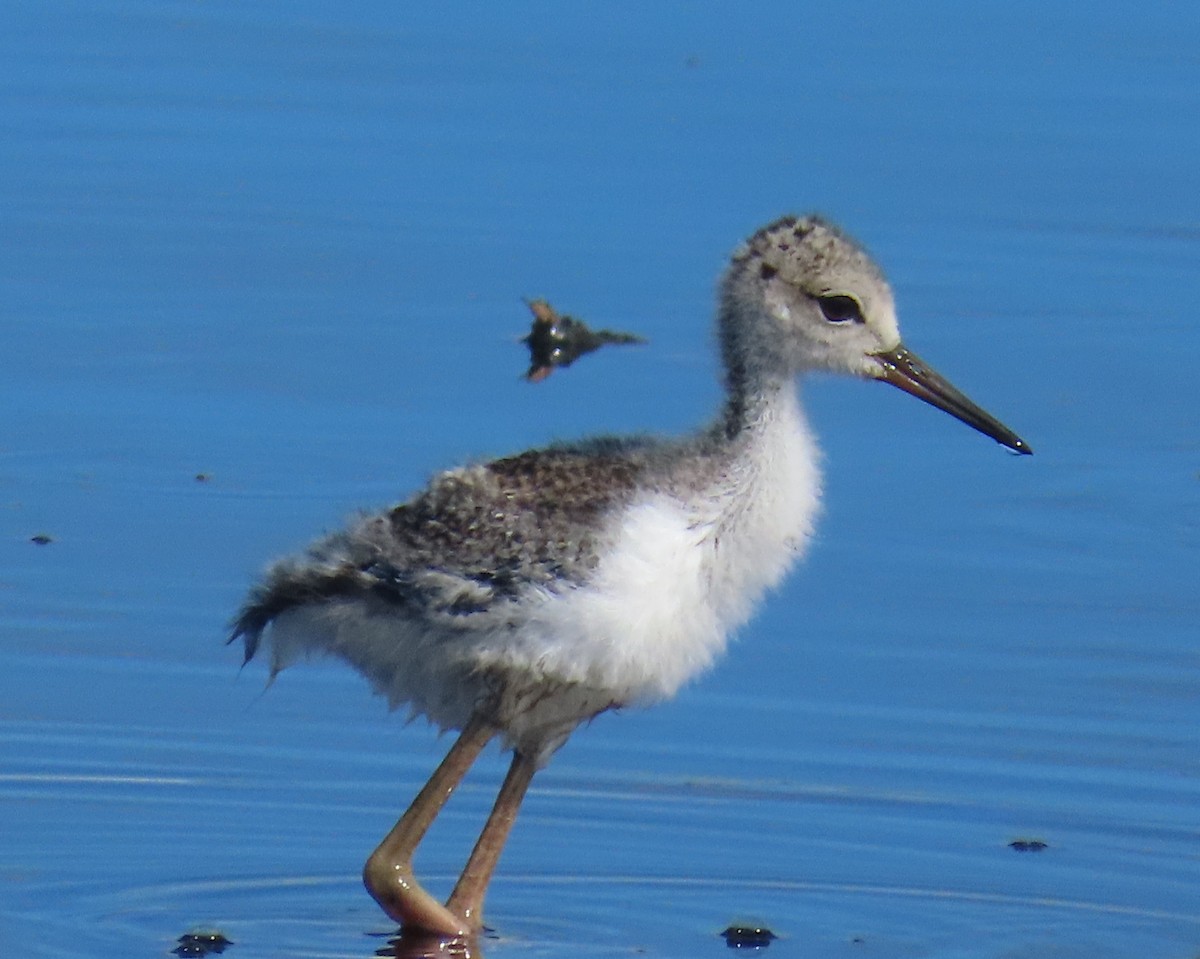 Black-necked Stilt - ML620799635