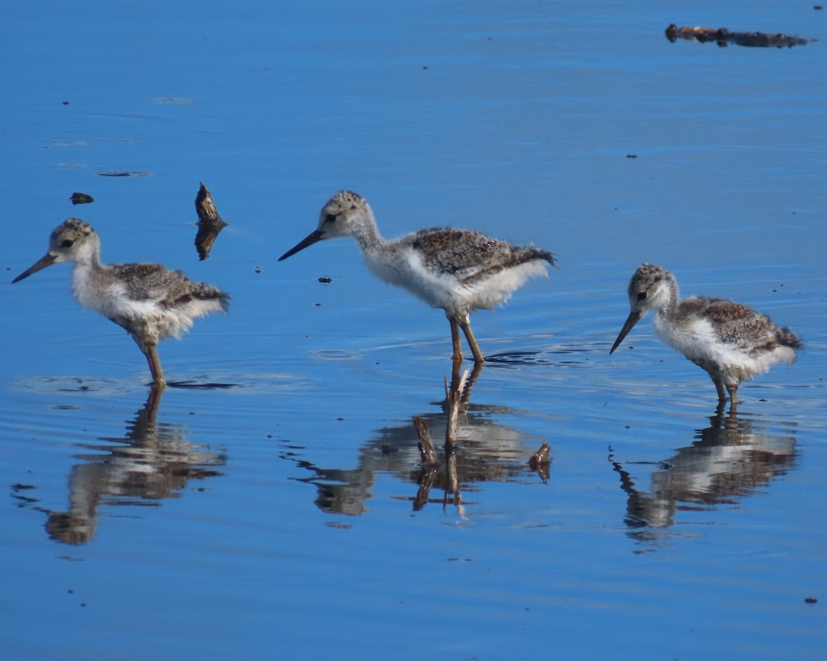 Black-necked Stilt - ML620799638