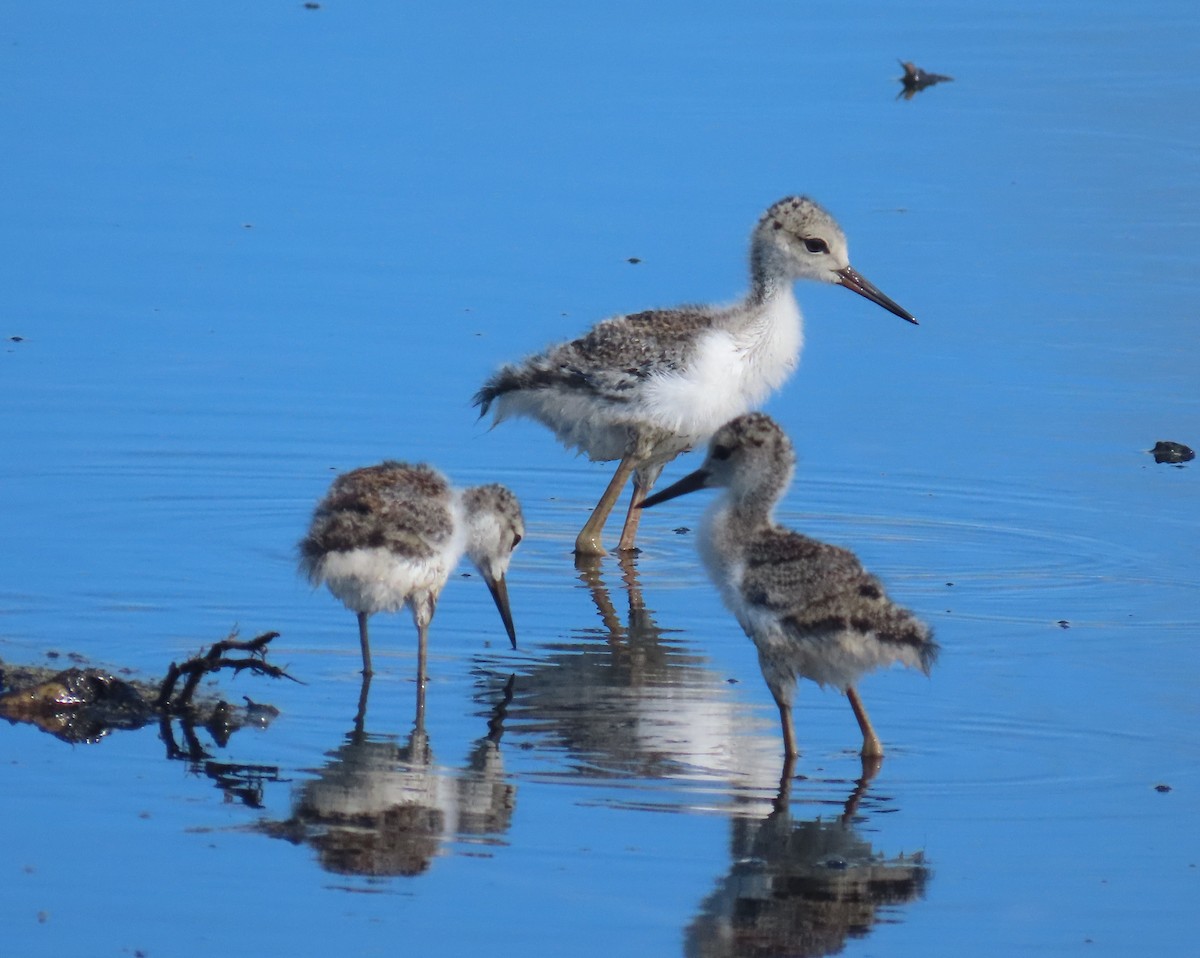 Black-necked Stilt - ML620799639