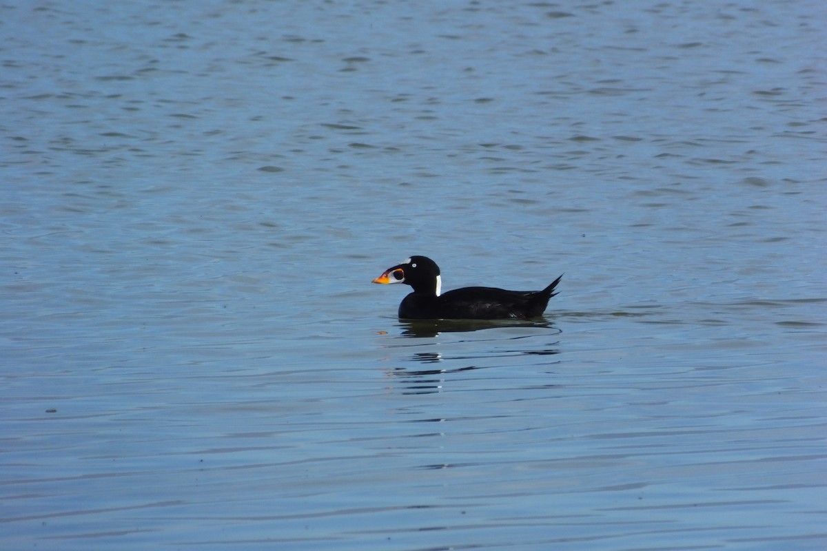 Surf Scoter - ML620799641