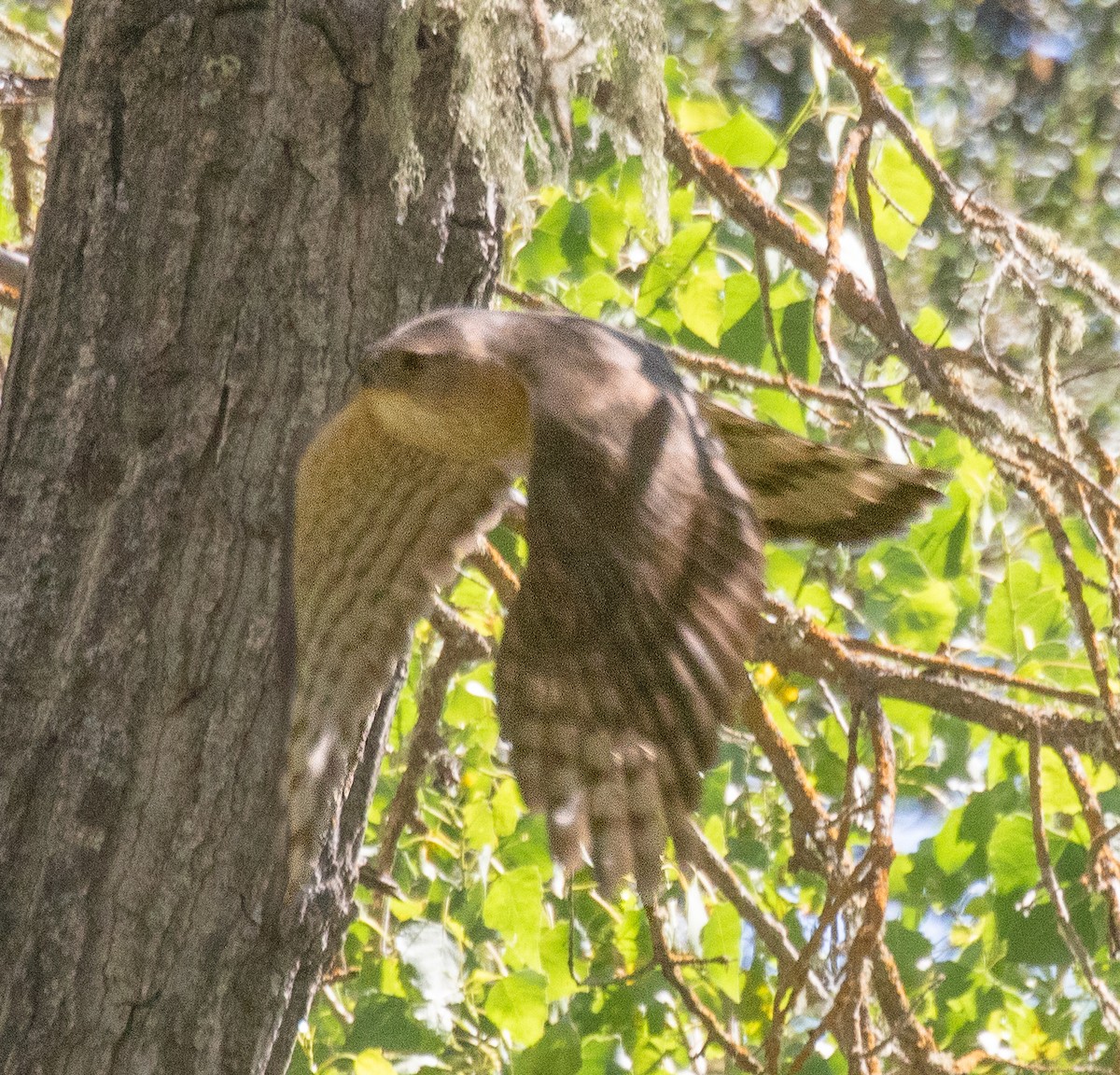 Cooper's Hawk - ML620799643