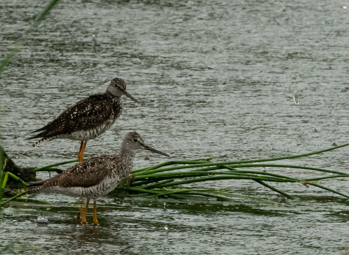 Greater Yellowlegs - ML620799644