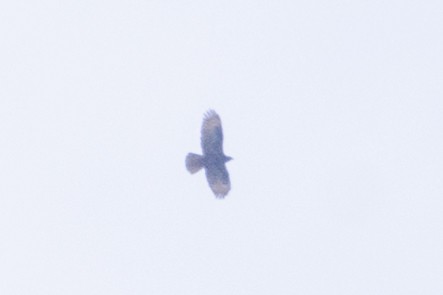 European Honey-buzzard - ML620799645