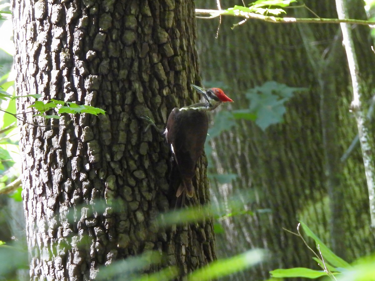 Pileated Woodpecker - ML620799648