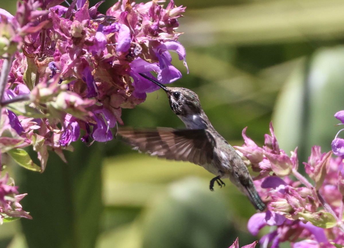Costa's Hummingbird - ML620799652