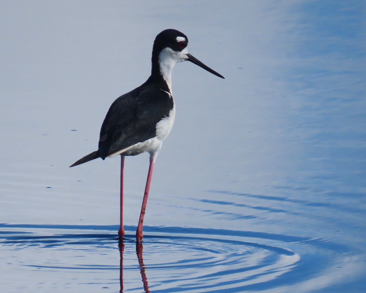 Black-necked Stilt - ML620799661