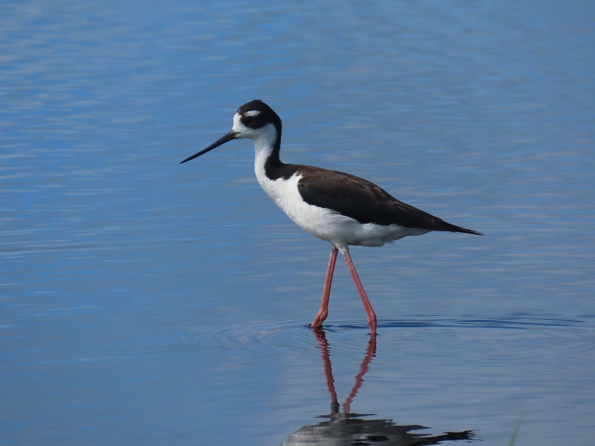 Black-necked Stilt - ML620799663