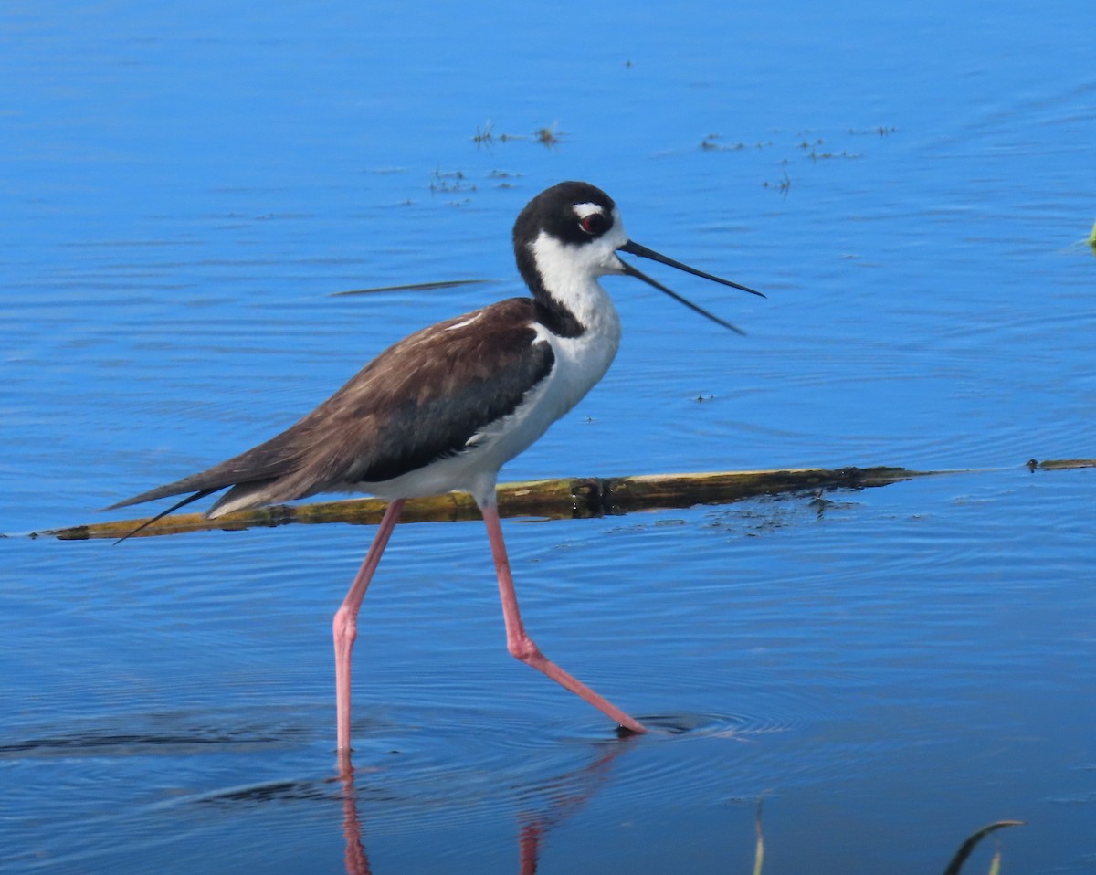 Black-necked Stilt - ML620799665